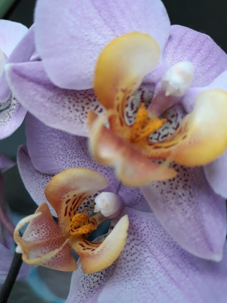  - orhidee 20 15 - reinflorire 2016-2018-2019