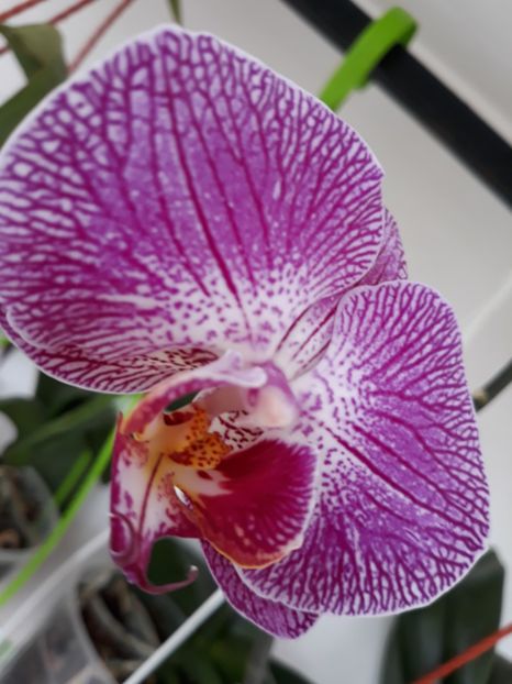  - orhidee 20 15 - reinflorire 2016-2018-2019