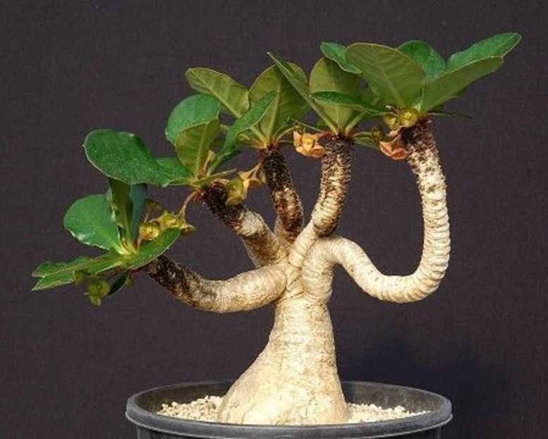 Euphorbia ramena - Whish list pentru viata urmatoare1