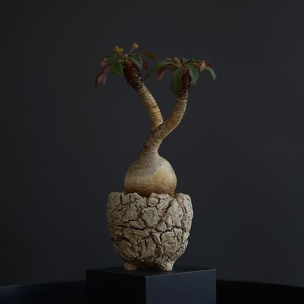 Euphorbia ramena - Whish list pentru viata urmatoare1