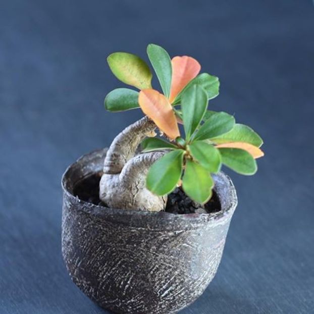 Euphorbia ramena - Whish list pentru viata urmatoare1