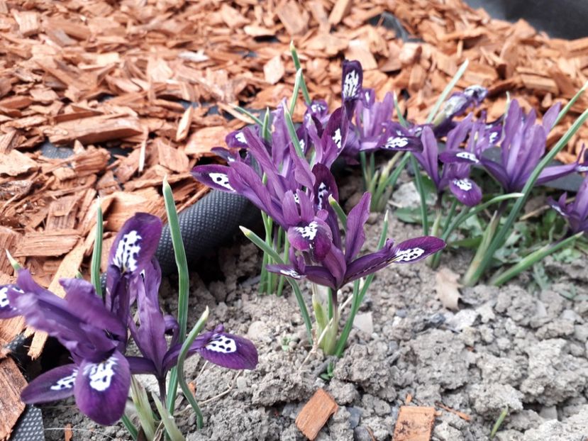  - a-primavara-2019