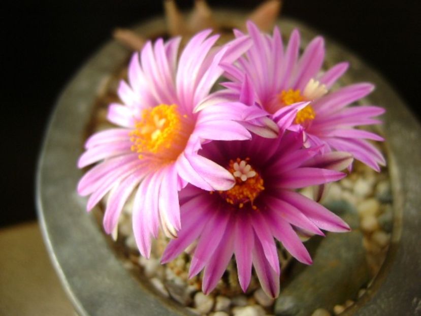 Turbinicarpus pseudopectinatus - Cactusi 2019