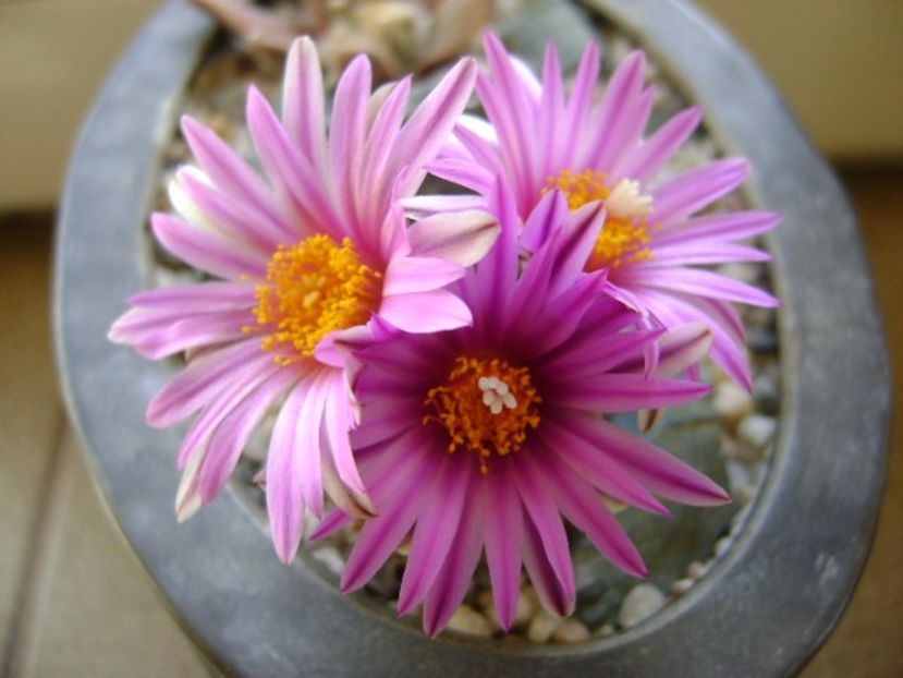 Turbinicarpus pseudopectinatus - Cactusi 2019