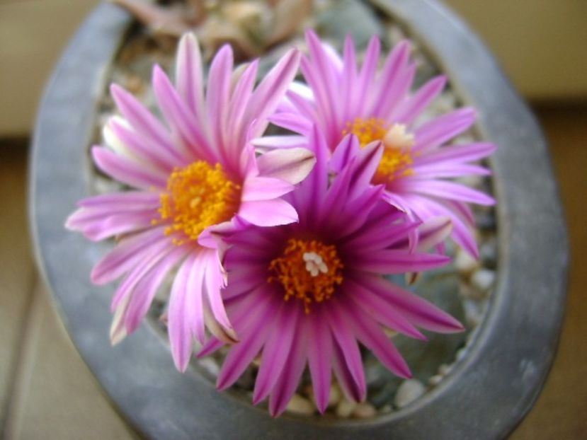 Turbinicarpus pseudopectinatus - Cactusi 2019