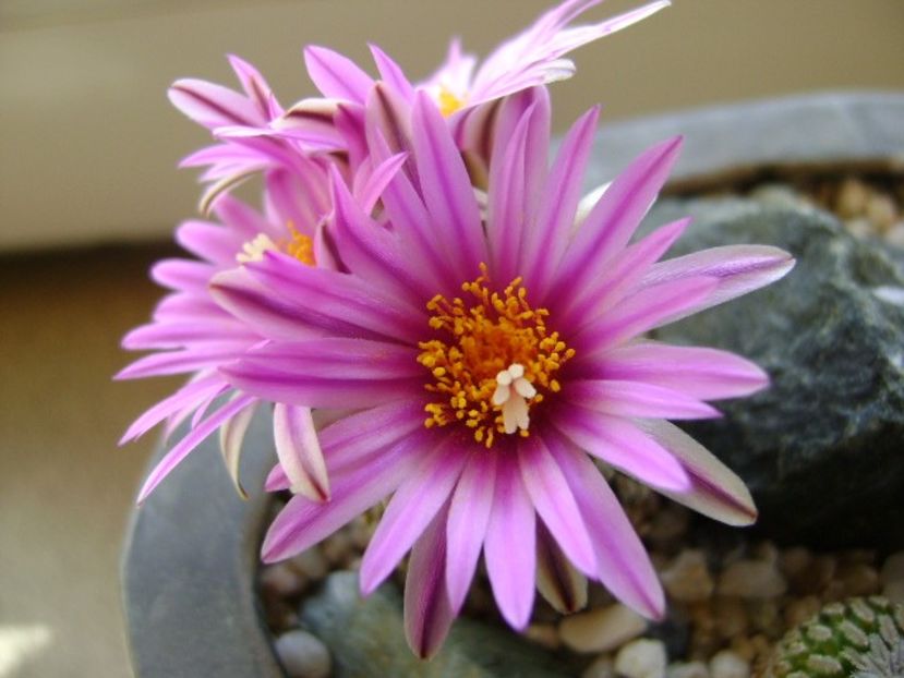 Turbinicarpus pseudopectinatus - Cactusi 2019