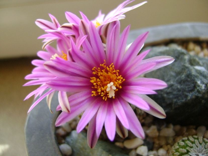 Turbinicarpus pseudopectinatus - Cactusi 2019