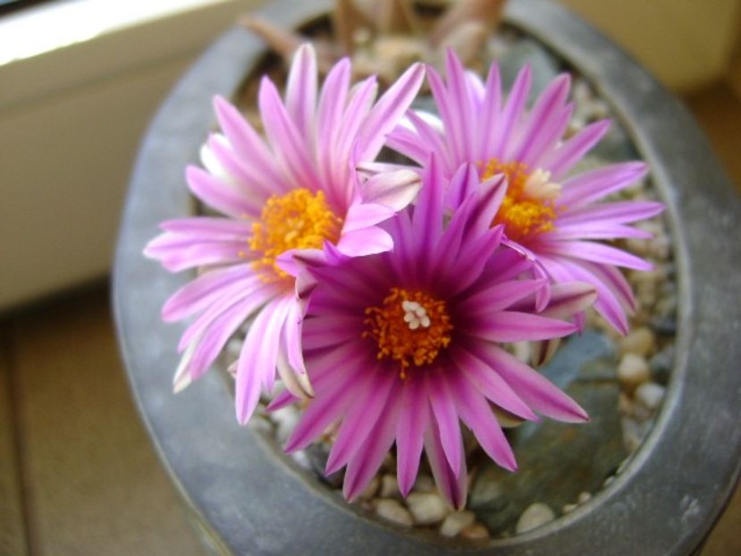 Turbinicarpus pseudopectinatus - Cactusi 2019