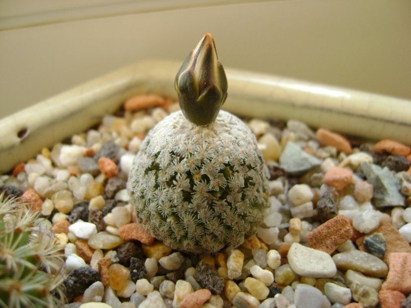 Turbinicarpus valdezianus, MM 96 Tecolotes, Zac. - Cactusi 2019