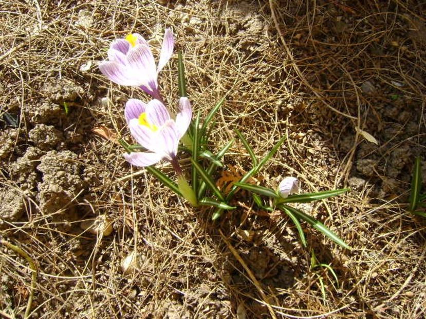 Crocusi - v Iarna 2019-2020