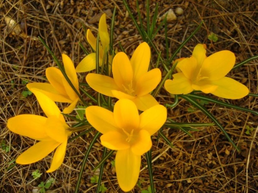 Crocusi - v Iarna 2019-2020