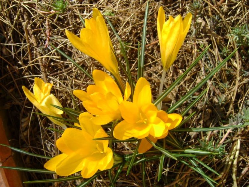 Crocusi - v Iarna 2019-2020