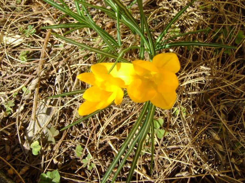 Crocusi - v Iarna 2019-2020