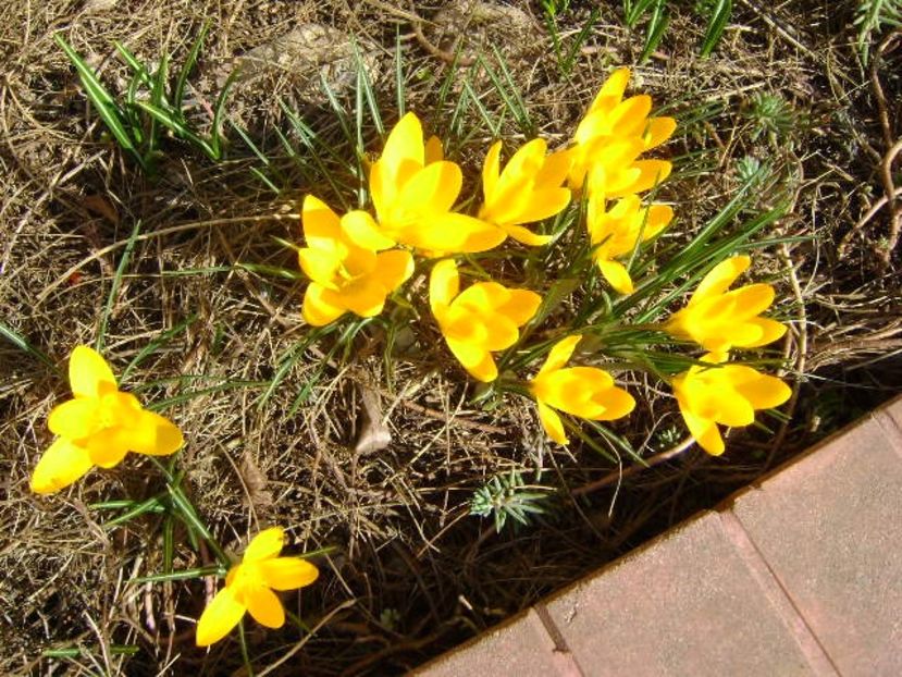 Crocusi - v Iarna 2019-2020