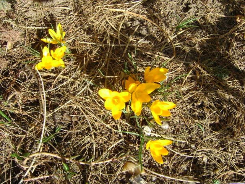 Crocusi - v Iarna 2019-2020