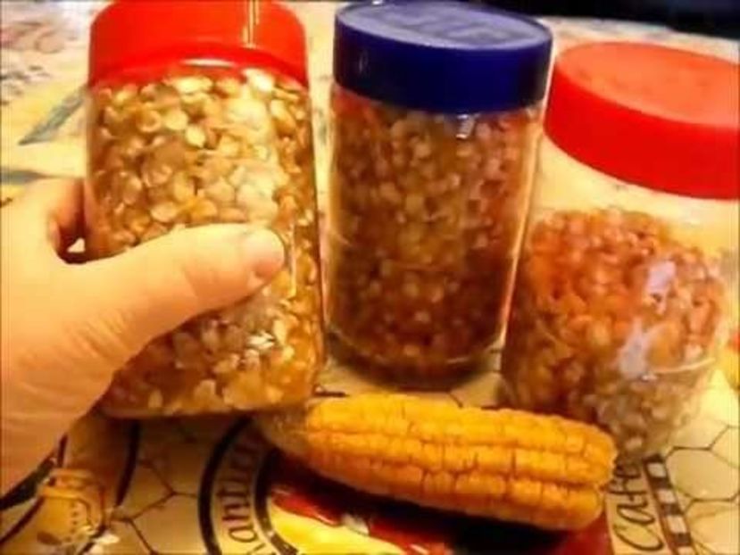 copiata - Z SEMINTE PORUMB - YUCON CHIEF