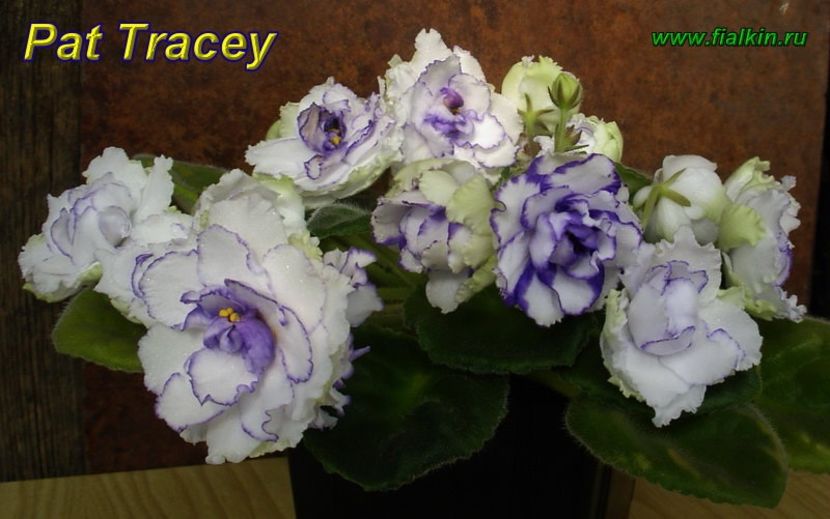 Pat Tracey - Violete