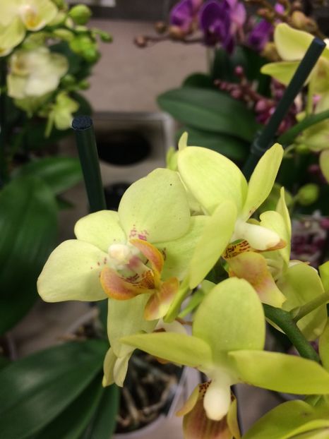 8.03.2019 - 1 Sylvia