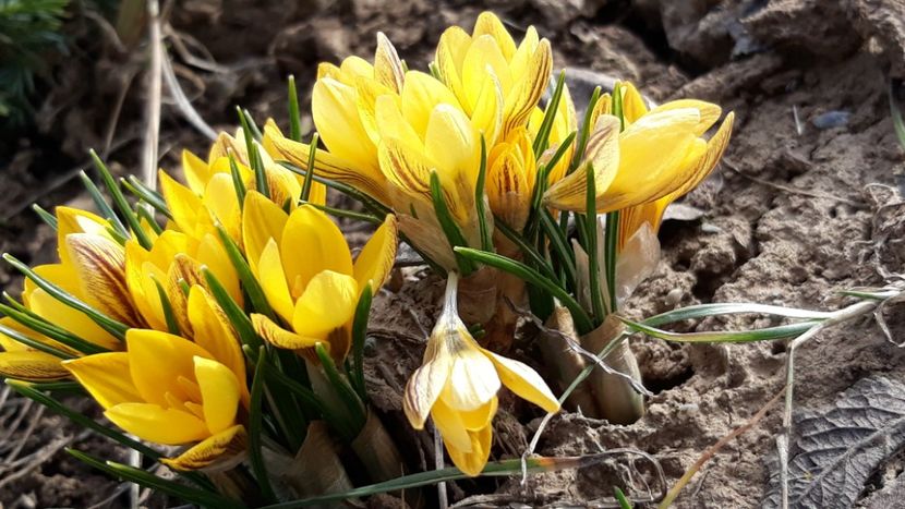  - Primavara 2019-2022