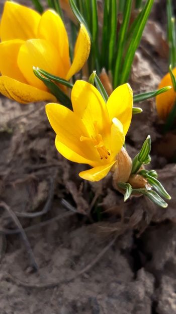  - Primavara 2019-2022