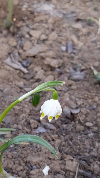  - Primavara 2019-2022