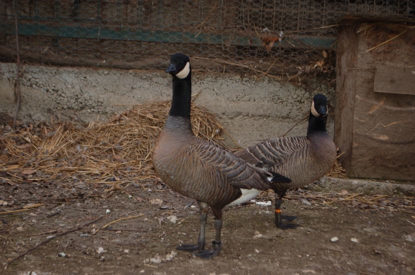  - Gaste Canadiene pitice -Branta canadensis minima