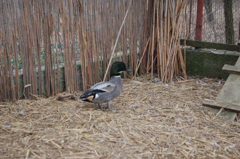  - Rata cu secera - Anas Falcata