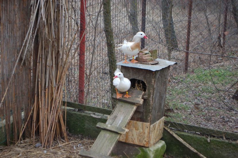  - Rata mandarin albă