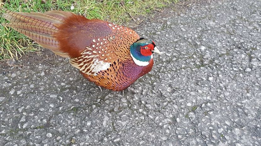 Si un Ph Colchicum - Ghiocei