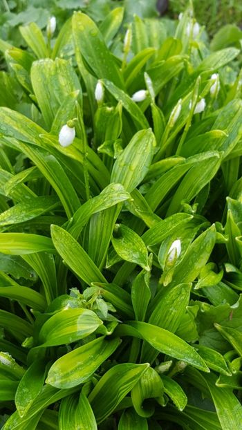 W. variegata - Ghiocei