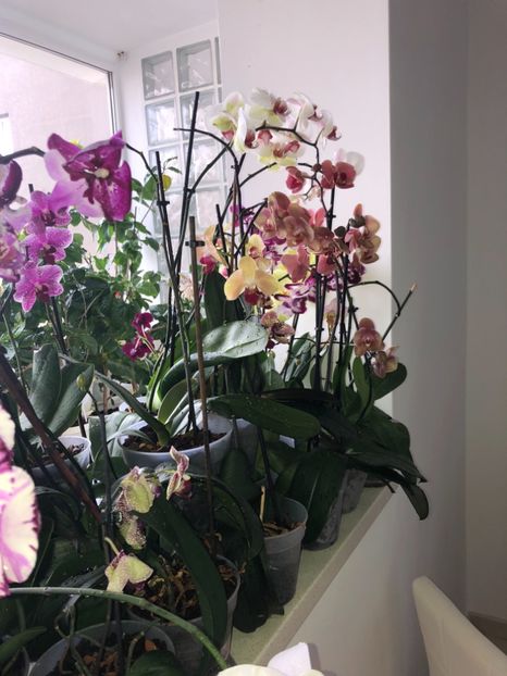 05E4F741-93D2-44C4-BE6F-0E218A4F91E1 - Orhidee 2019