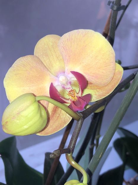 D81688E5-BC8B-4DC5-A79A-8CF7979B1E83 - Orhidee 2019