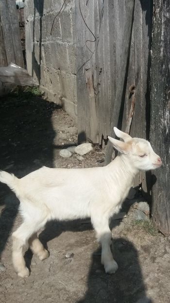 Screenshot_20190303-174846 - Fetele mele