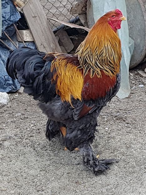 Cocos 2018 - B__Brahma Potarnichiu pe albastru