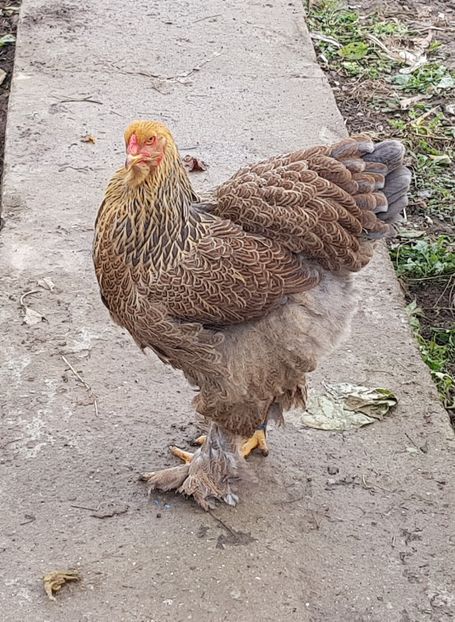 Puica 2018 - B__Brahma Potarnichiu pe albastru