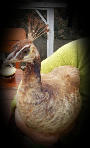 violet spalding - PAUNI