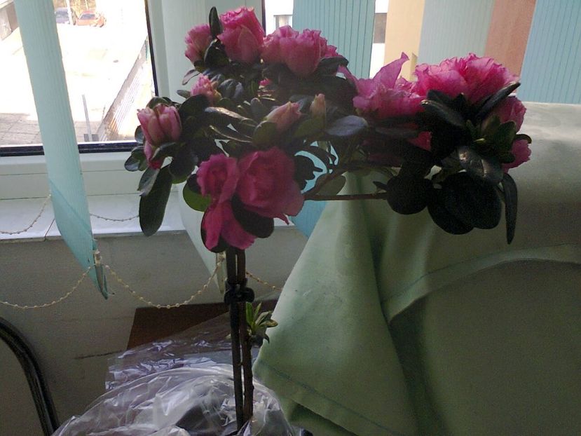 Fotografie4970 - 2019 martie 8 ziua femei