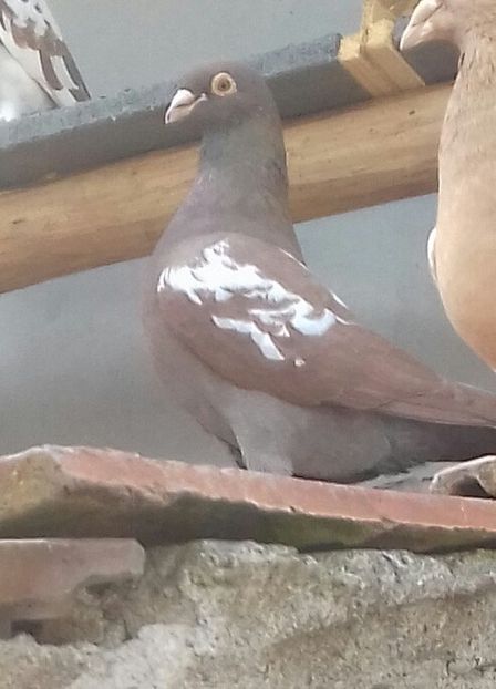 20190309_095536-2 - 52 porumbei 2