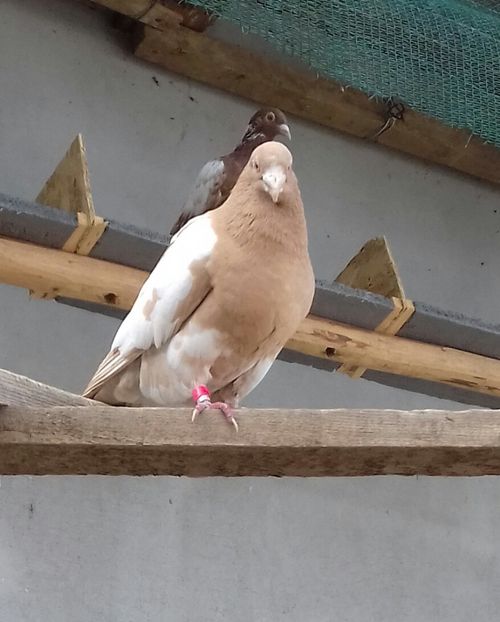 20190309_095511-2 - 52 porumbei 2