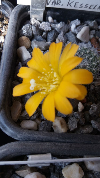 09.03.2019 - Rebutia senilis var kesselringiana