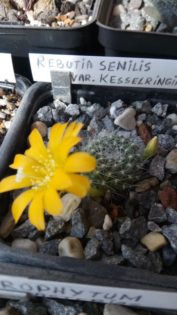 09.03.2019 - Rebutia senilis var kesselringiana