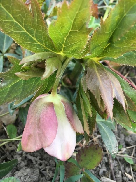 1C9EE286-EB3D-402F-8B7A-EB51F1B7C024 - Martie