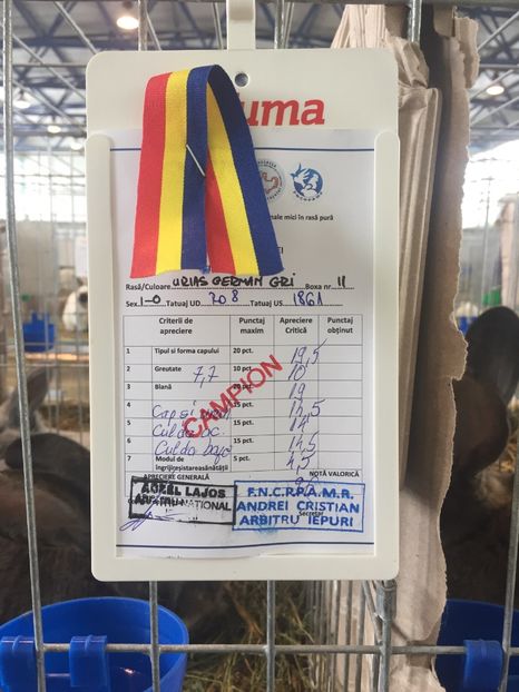 Campion Cupa Transilvaniei 2019 - RO8-1861