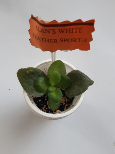 9 martie 2019 - Alans White Feather Sport