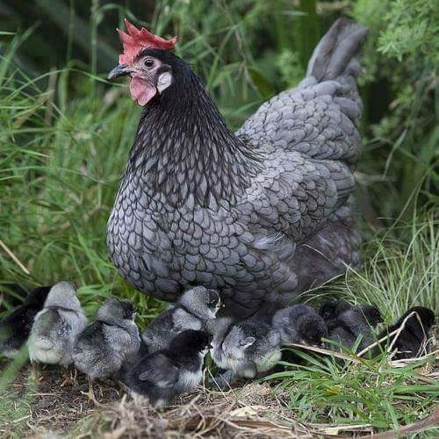 IMG-20190309-WA0000 - GĂINI