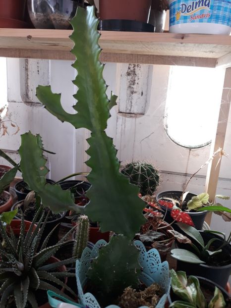  - Plantutele mele