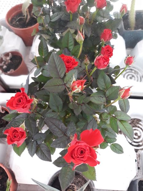  - Plantutele mele