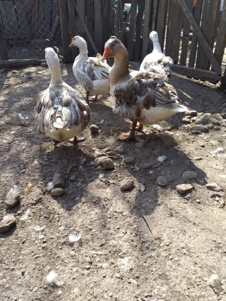  - Gâște martie 2019