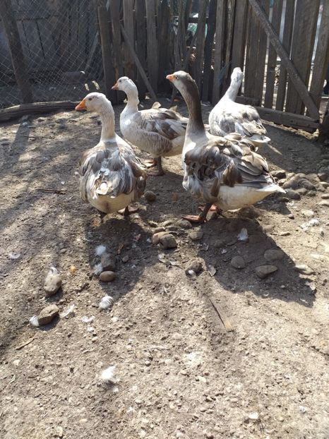  - Gâște martie 2019