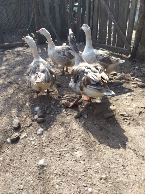  - Gâște martie 2019